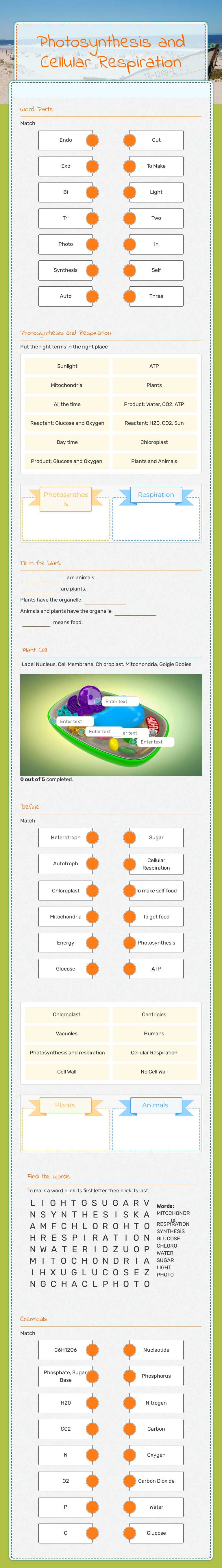 Photosynthesis and Cellular Respiration worksheet preview image