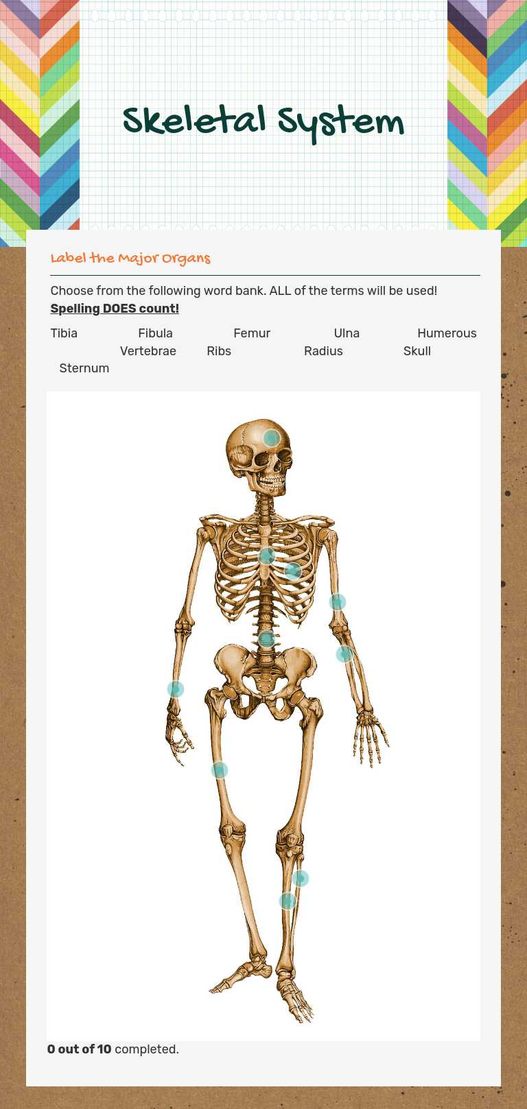 Skeletal System worksheet preview image
