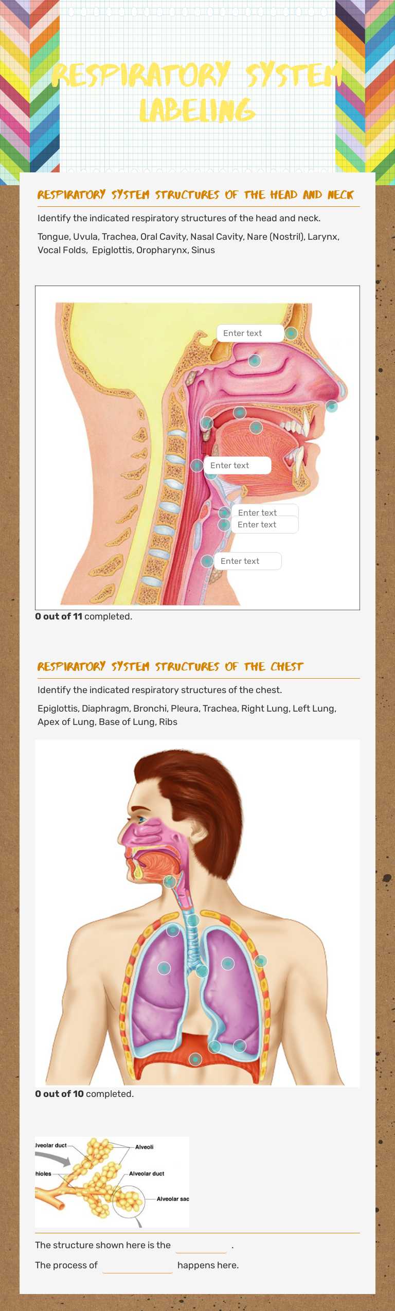Respiratory System Labeling Grade 11 worksheet preview