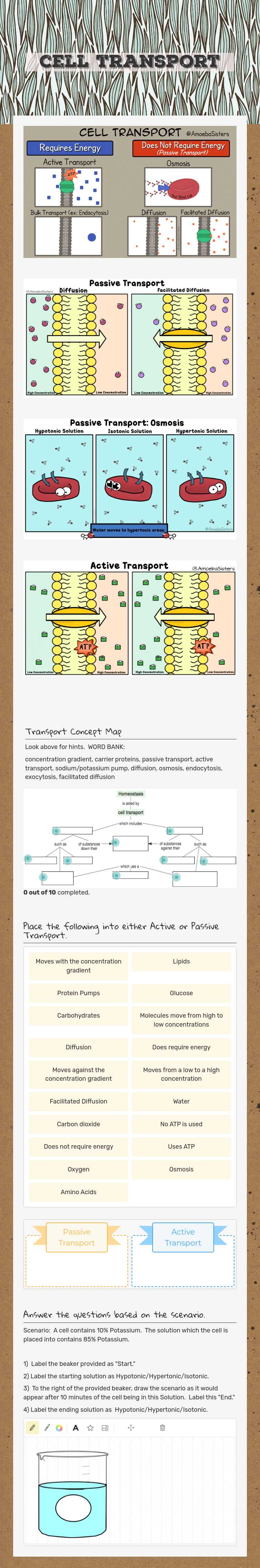 cell transport worksheet preview image