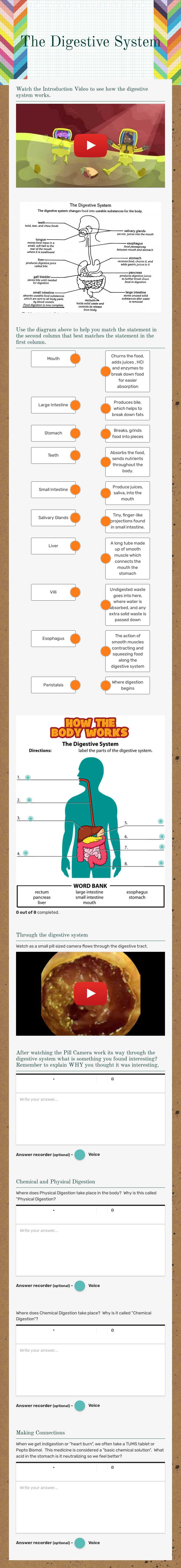 The Digestive System worksheet preview image