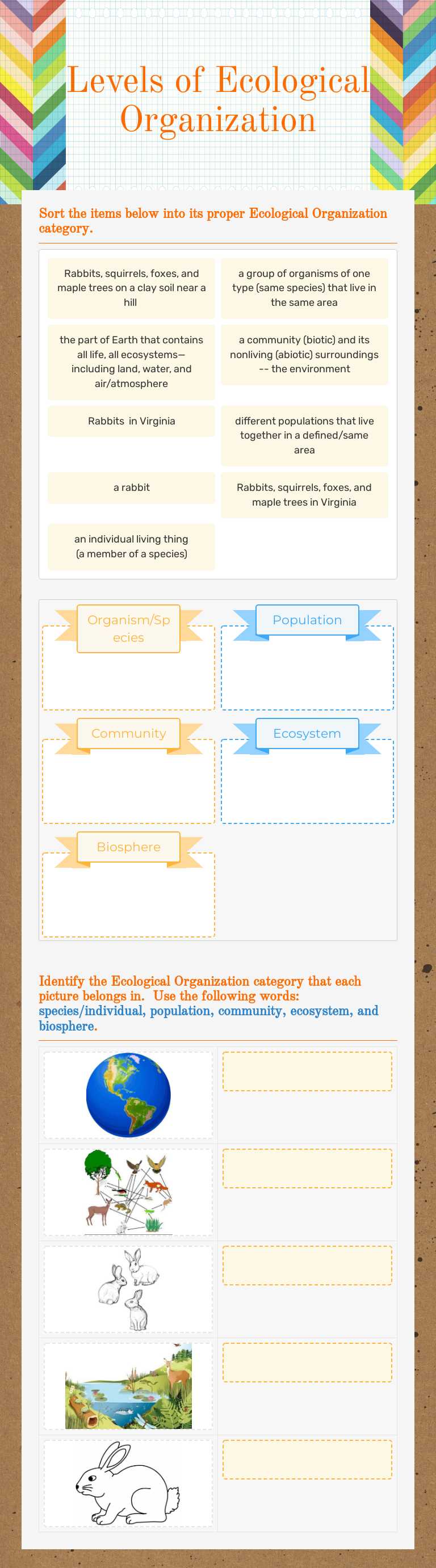 Levels of Ecological Organization worksheet preview