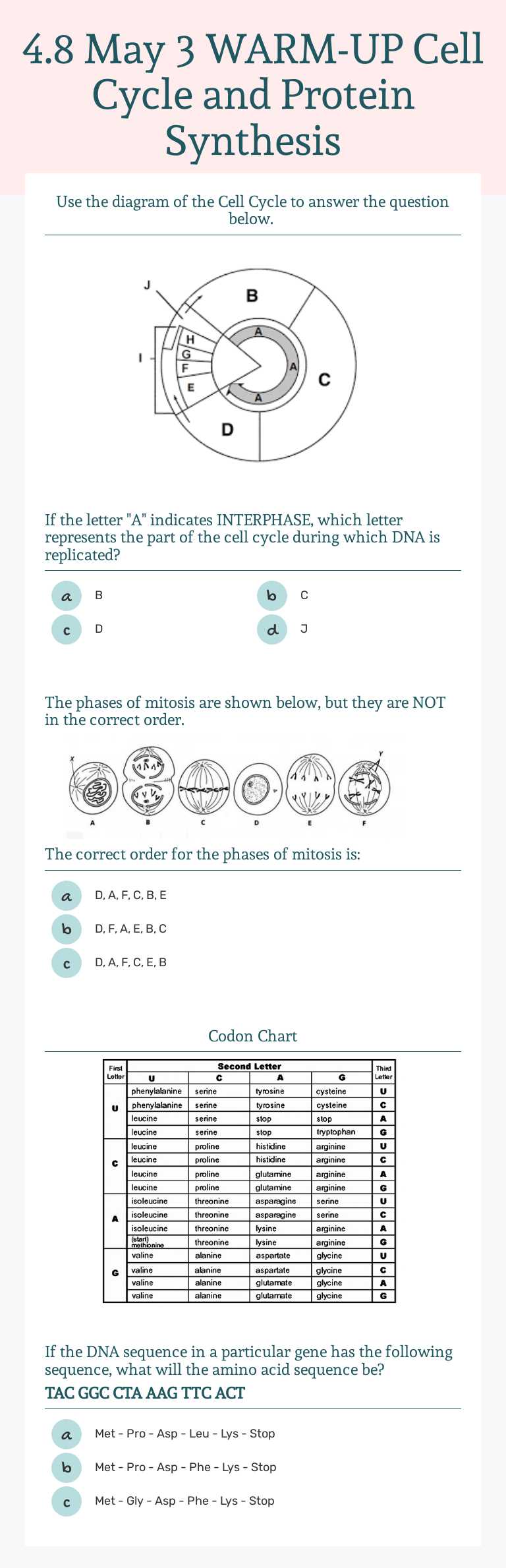 4.8 May 3 WARM-UP Cell Cycle and Protein Synthesis worksheet preview image