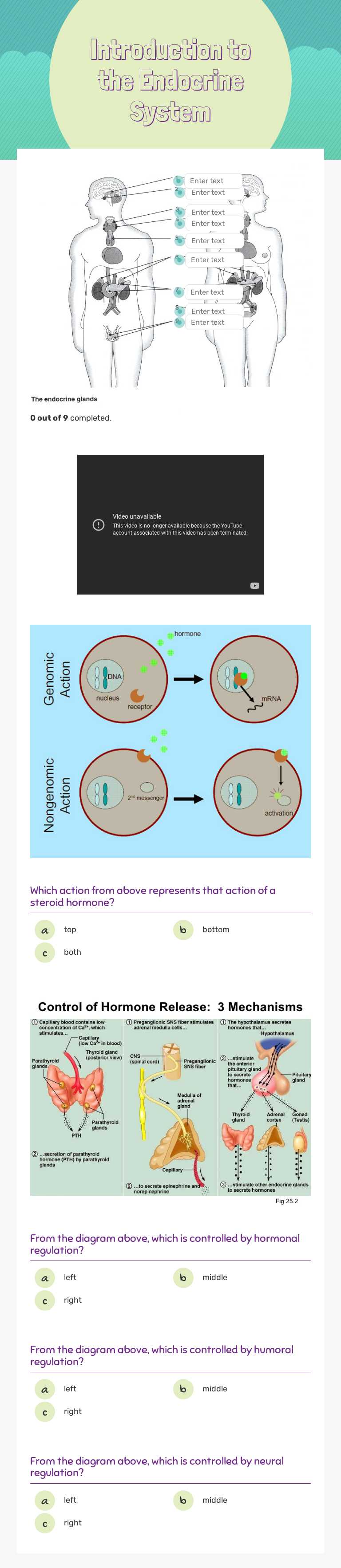 Introduction to the Endocrine System worksheet preview image
