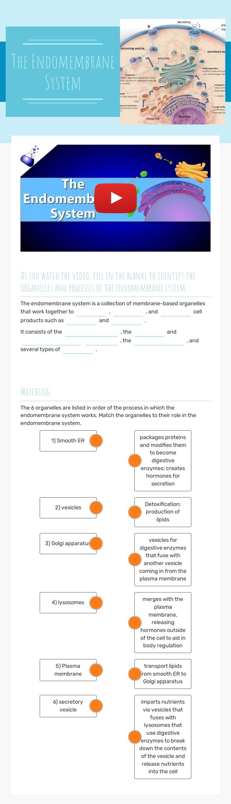 The
Endomembrane
System worksheet preview