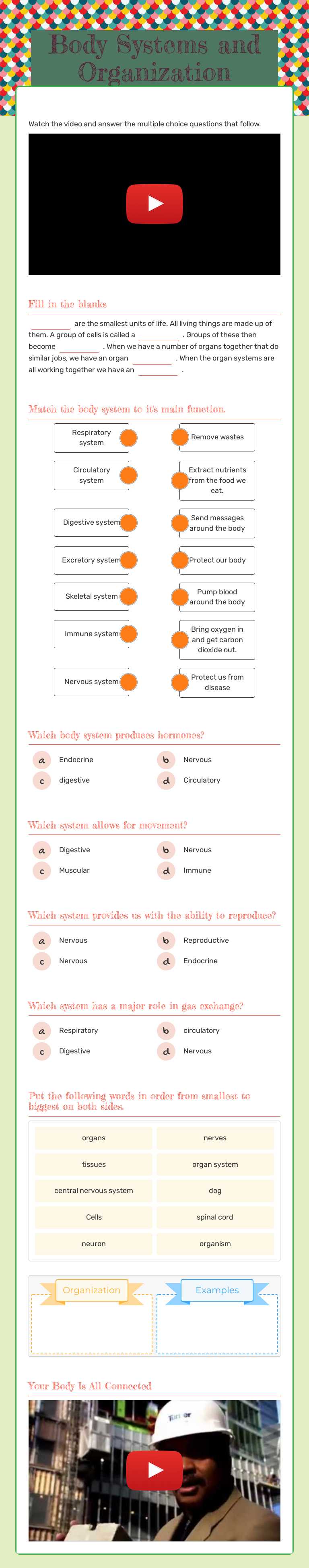 Body Systems and Organization worksheet preview image