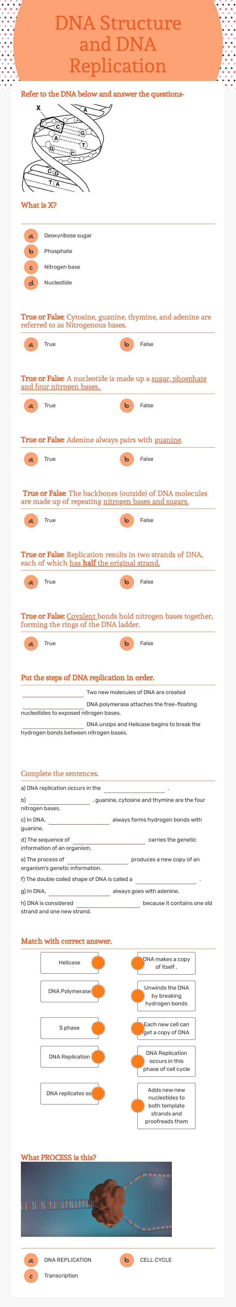 DNA Structure and DNA Replication worksheet preview image