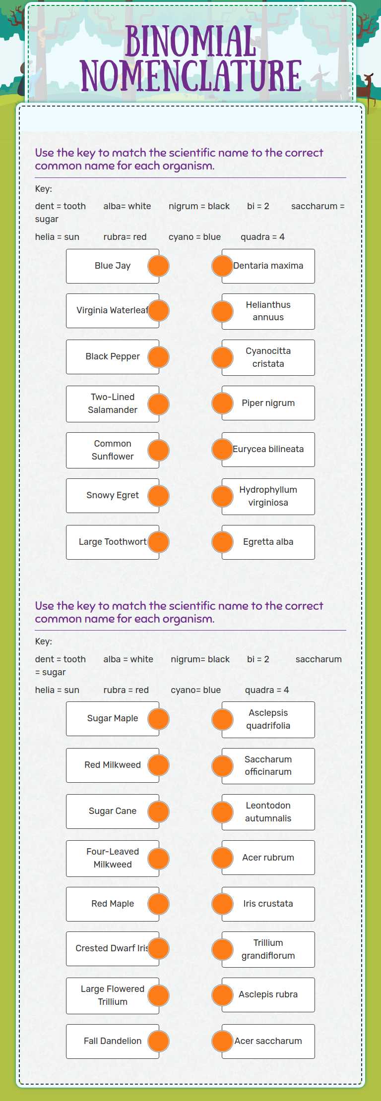 Binomial Nomenclature Grade 8 worksheet preview