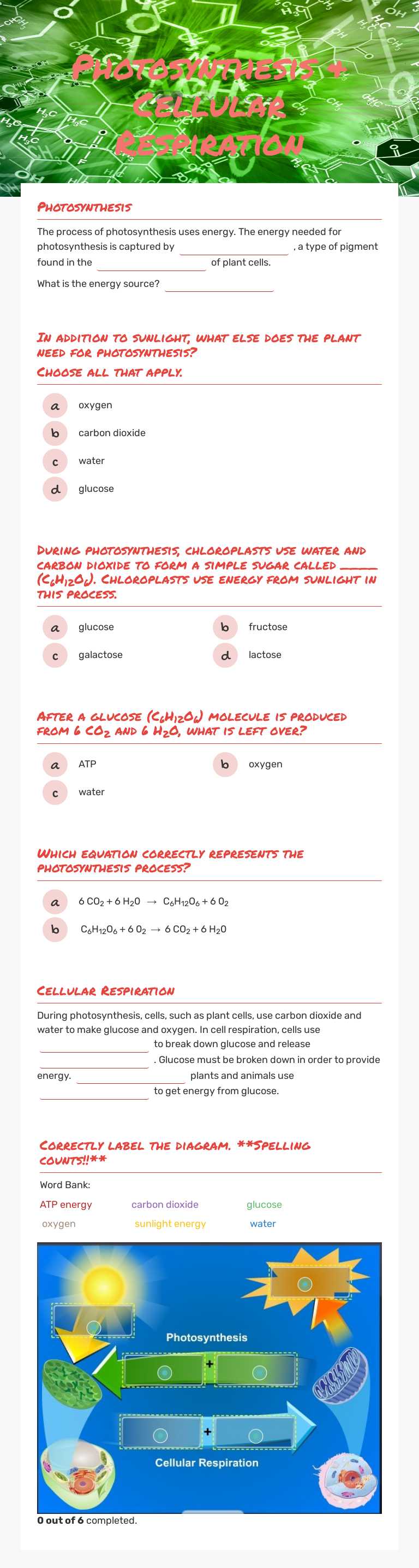 Photosynthesis & Cellular Respiration worksheet preview image