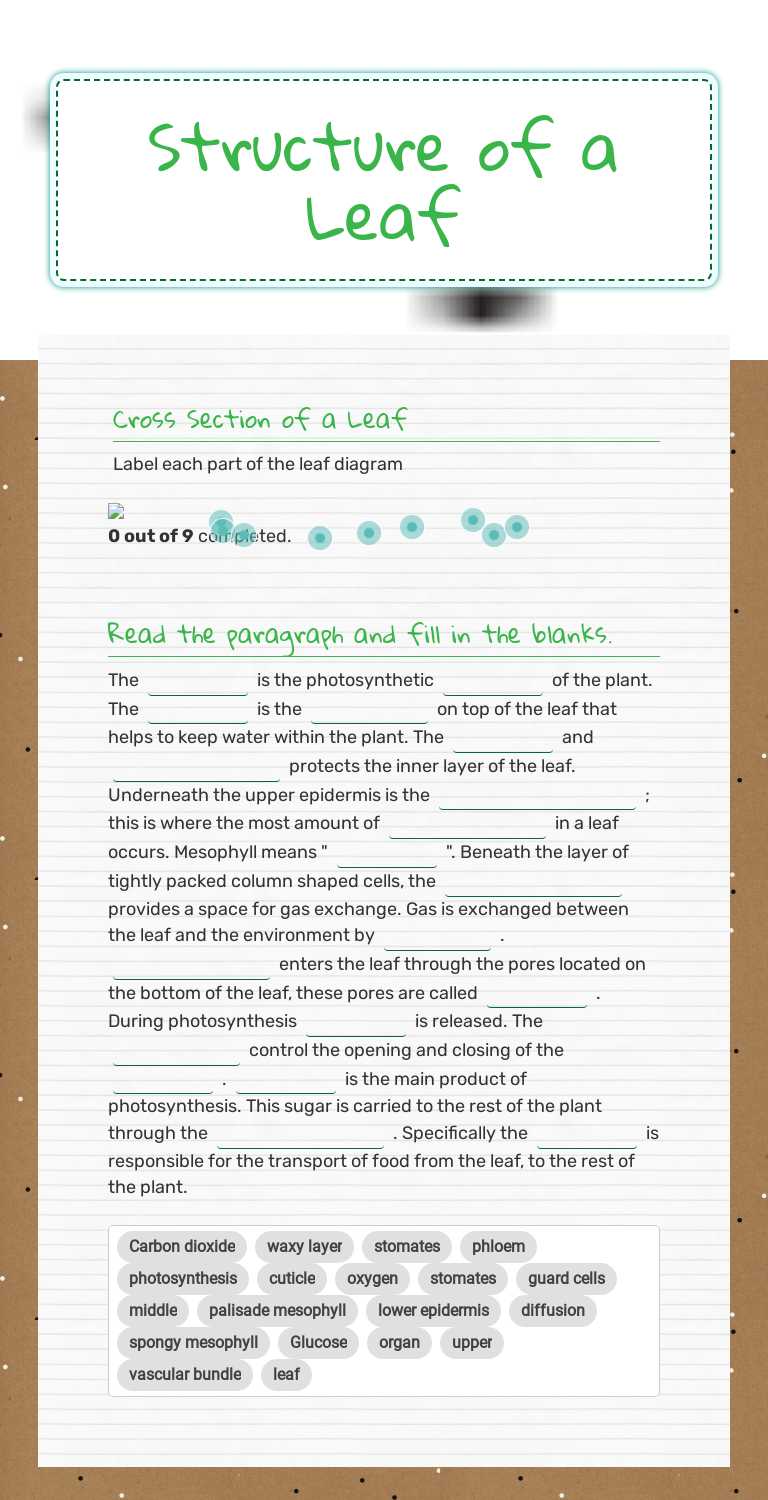Structure of  a Leaf Grade 9 worksheet preview