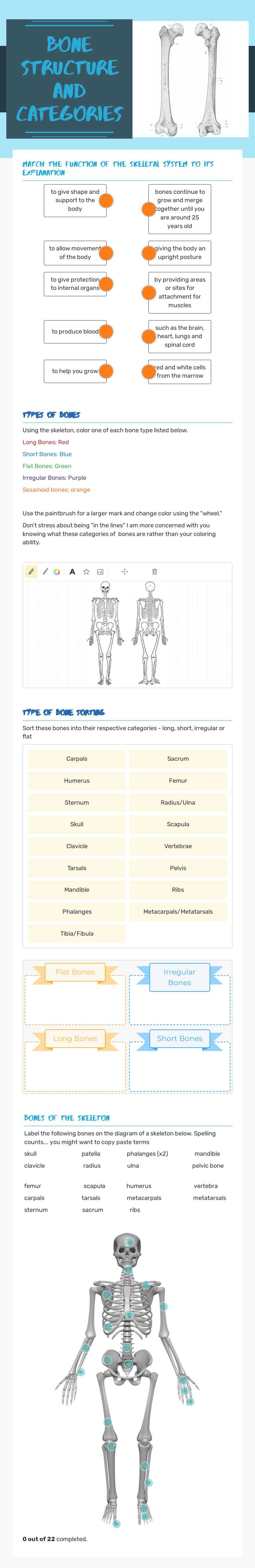 Bone structure and categories worksheet preview image