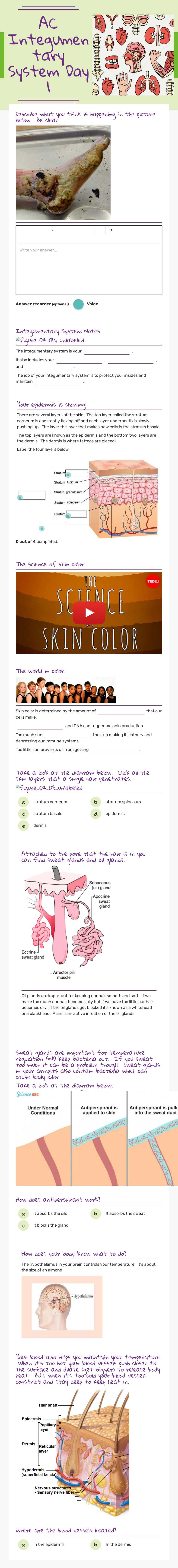 AC Integumentary System Day 1 worksheet preview image