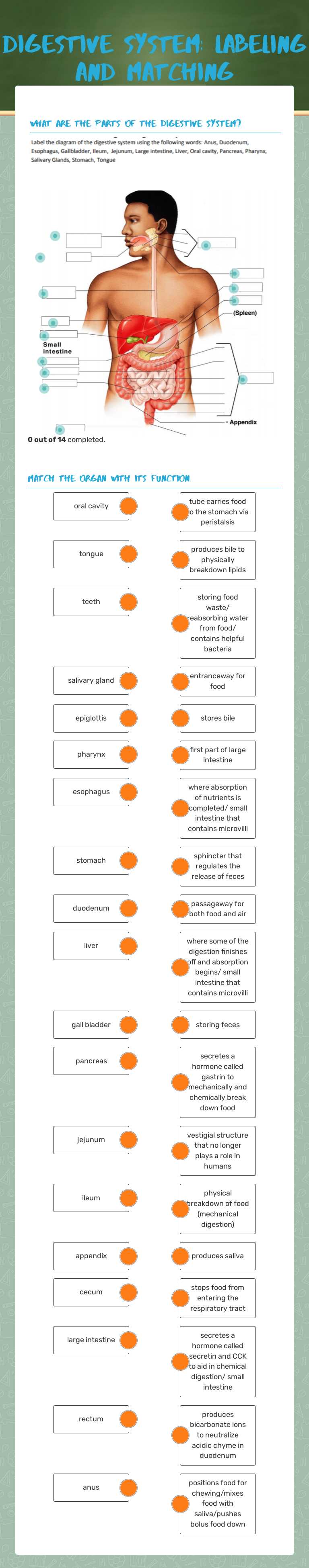 Digestive System: Labeling and Matching worksheet preview image