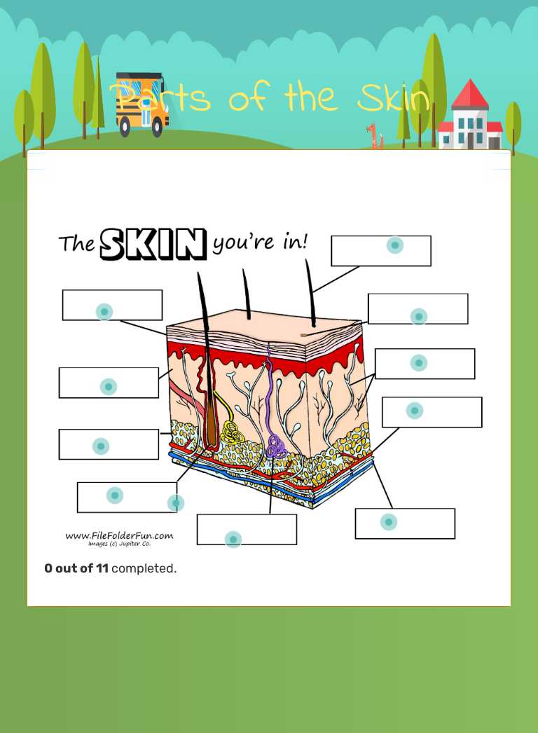 Parts of the Skin worksheet preview image