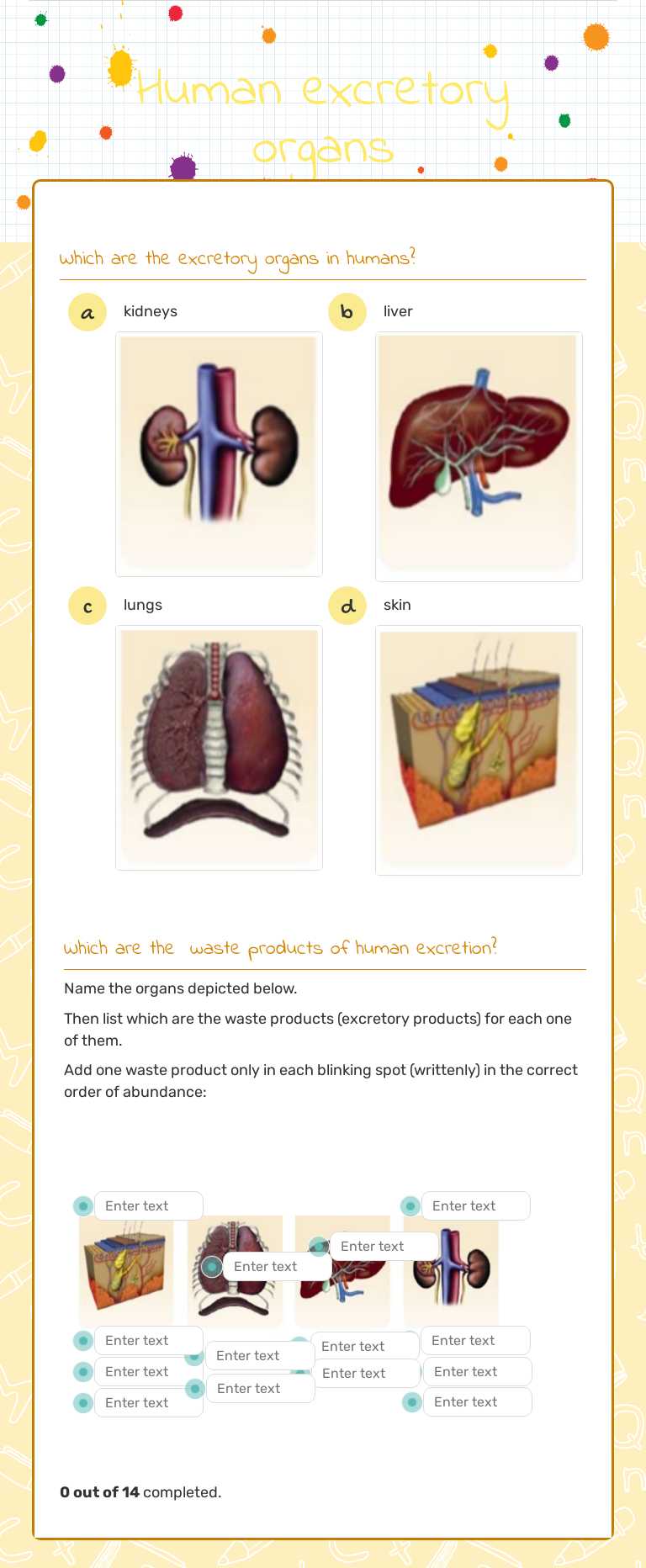 Human excretory organs worksheet preview image
