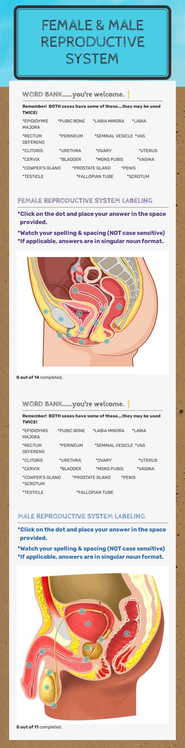 FEMALE & MALE REPRODUCTIVE SYSTEM Other worksheet preview