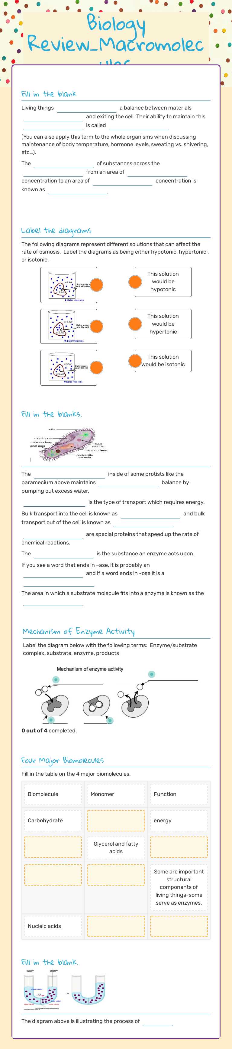 Biology Review_Macromolecules Grade 8 worksheet preview