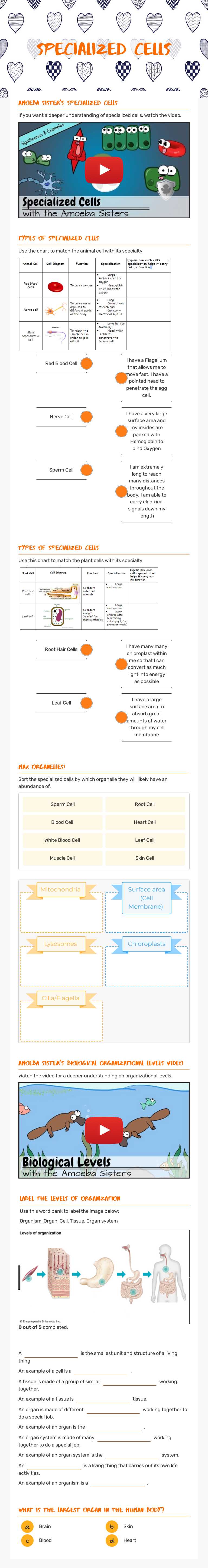 Specialized cells worksheet preview image
