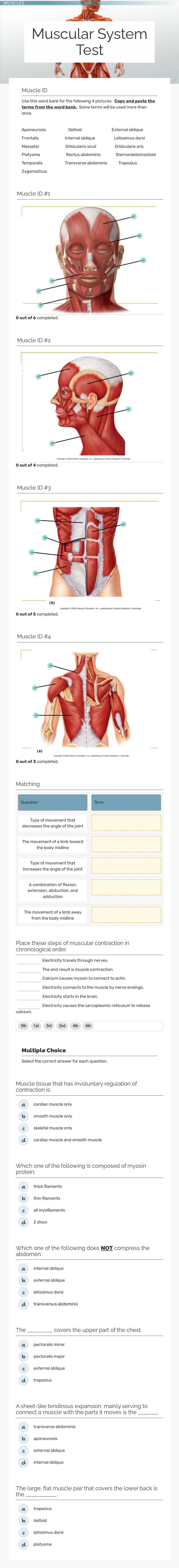 Muscular System Test worksheet preview image