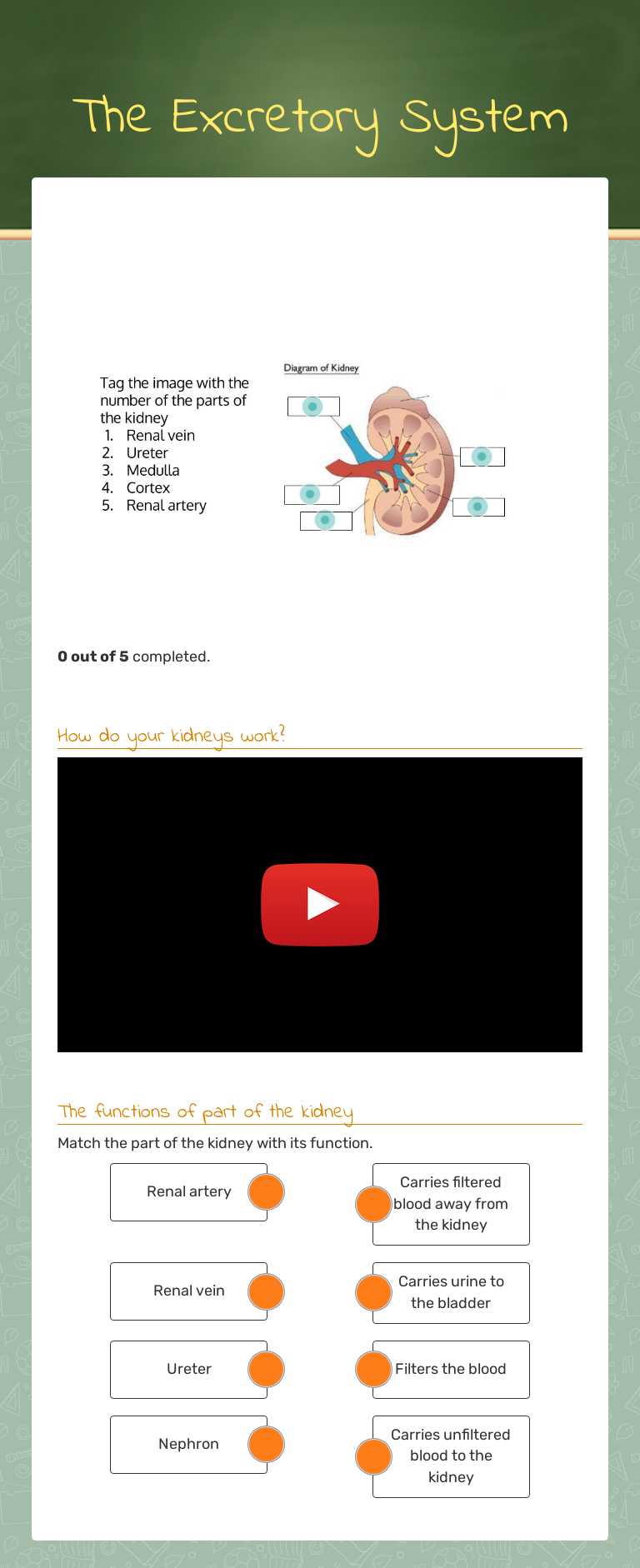 The Excretory System worksheet preview image