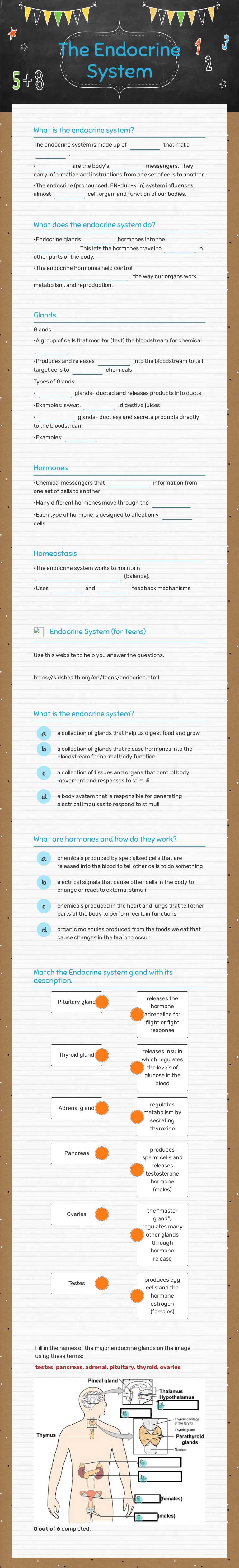 The Endocrine System worksheet preview image