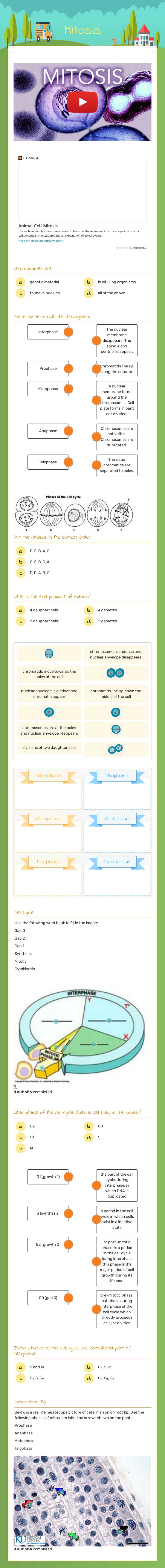Mitosis worksheet preview image