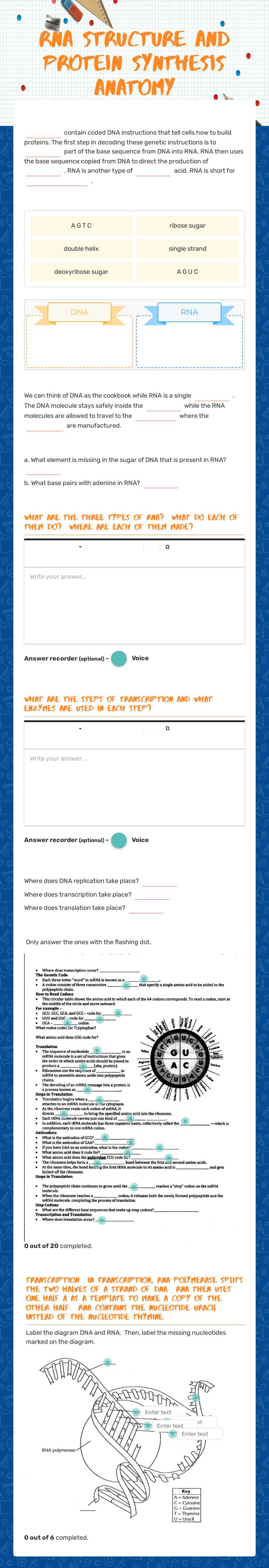 RNA structure and Protein synthesis anatomy Grade 10 worksheet preview