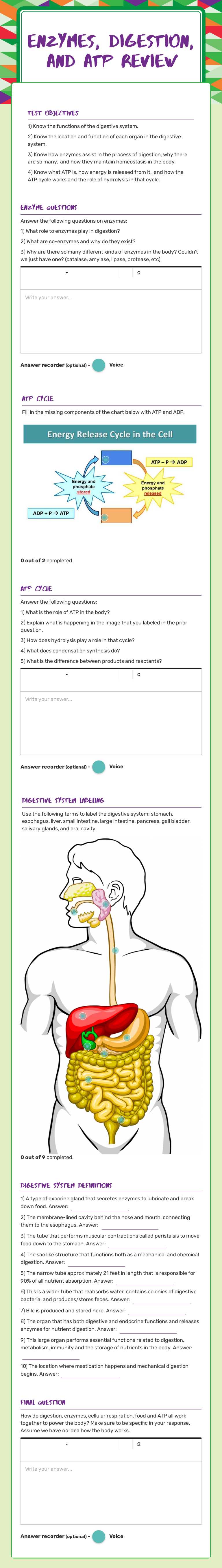 Enzymes, digestion, and ATP Review worksheet preview image