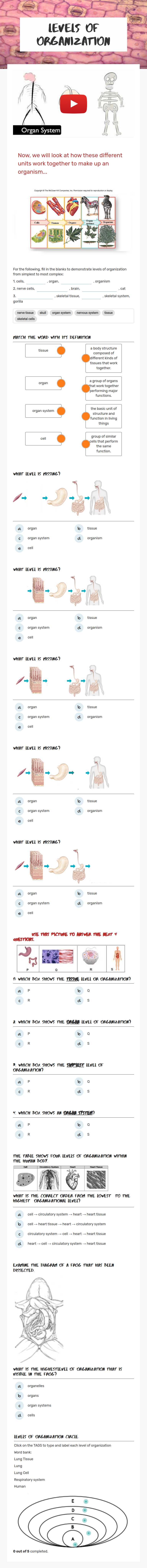 Levels of Organization worksheet preview image