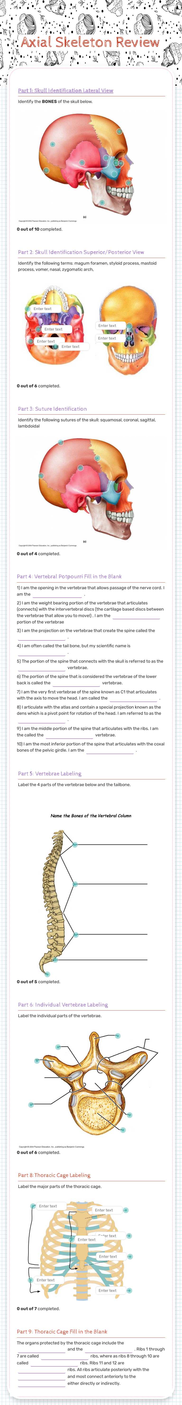 Axial Skeleton Review worksheet preview image