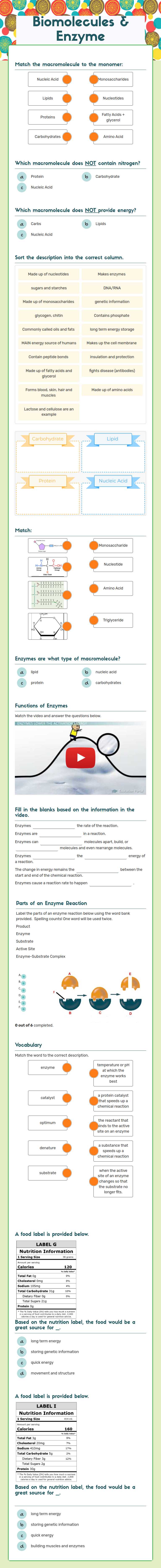 Biomolecules & Enzyme worksheet preview image