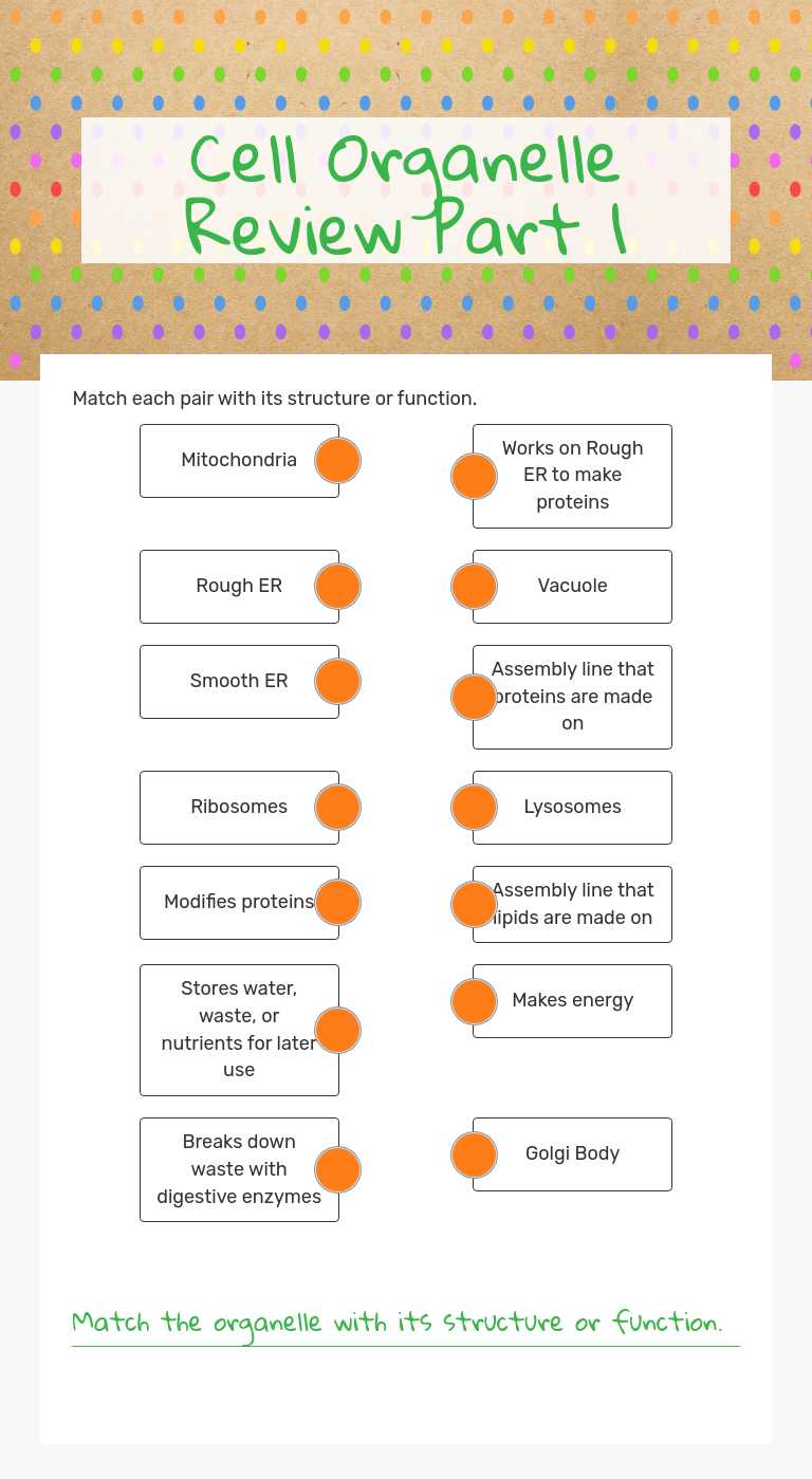 Cell Organelle Review Part 1 worksheet preview image