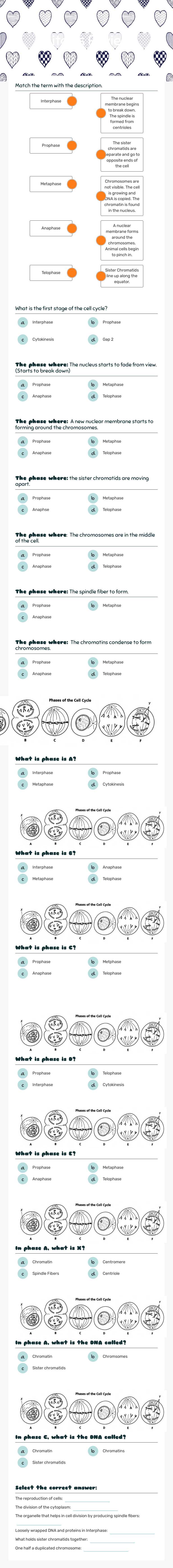 Mitosis Review worksheet preview image