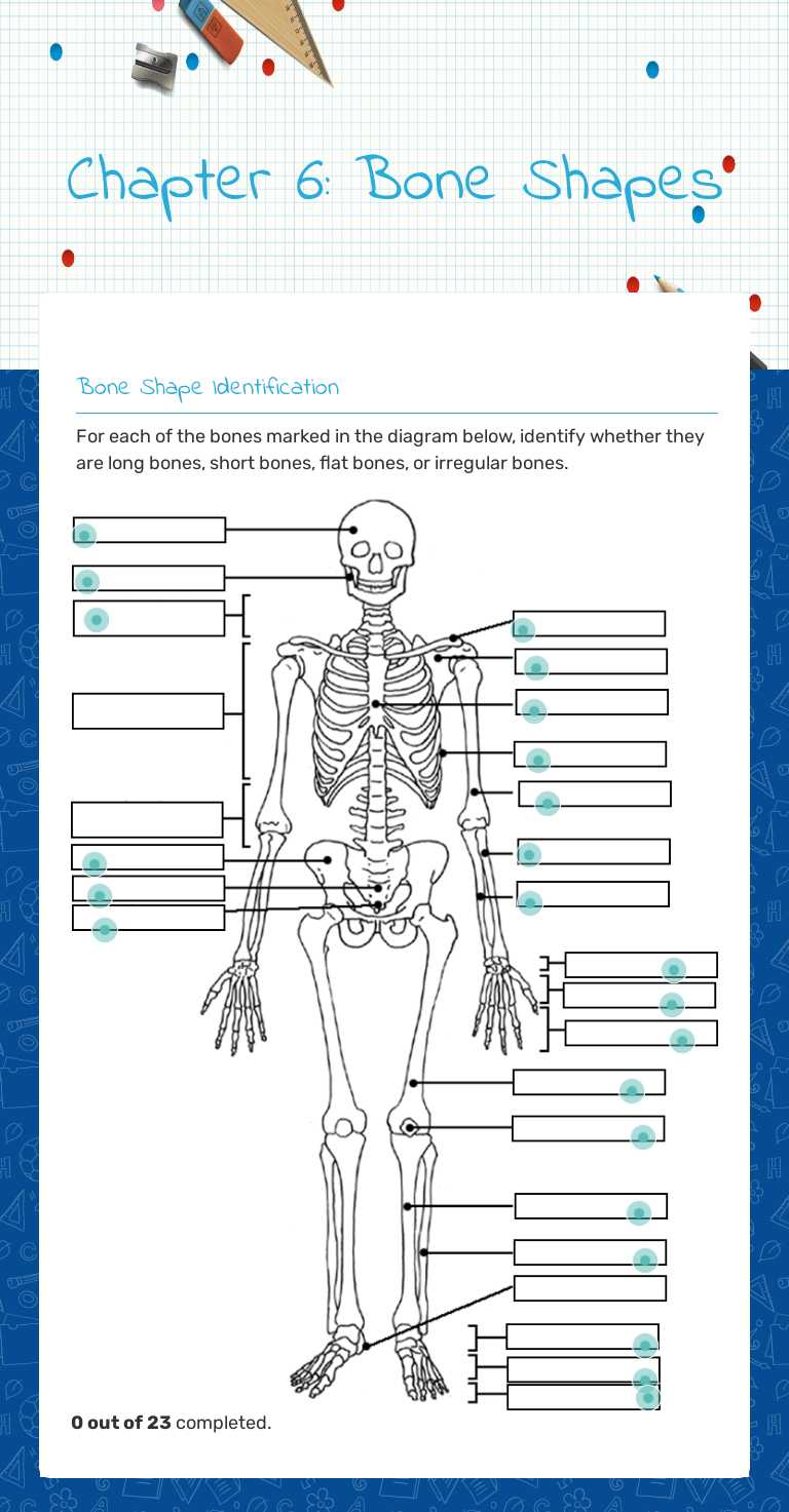Chapter 6: Bone Shapes worksheet preview image