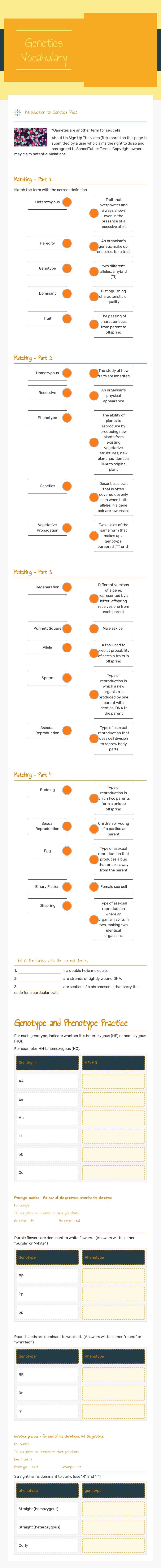 Genetics Vocabulary worksheet preview image