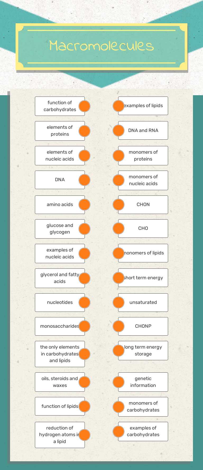 Macromolecules worksheet preview image