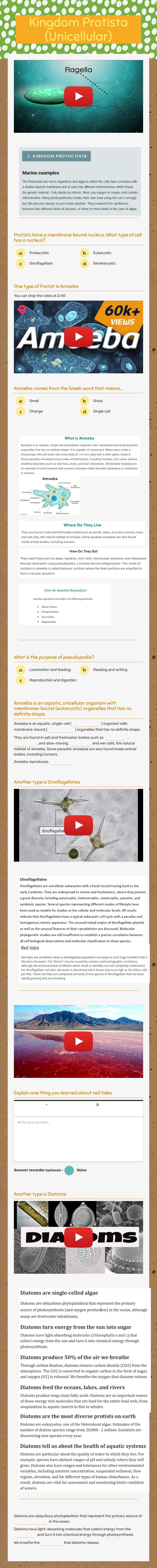 Kingdom Protista (Unicellular) Grade 8 worksheet preview
