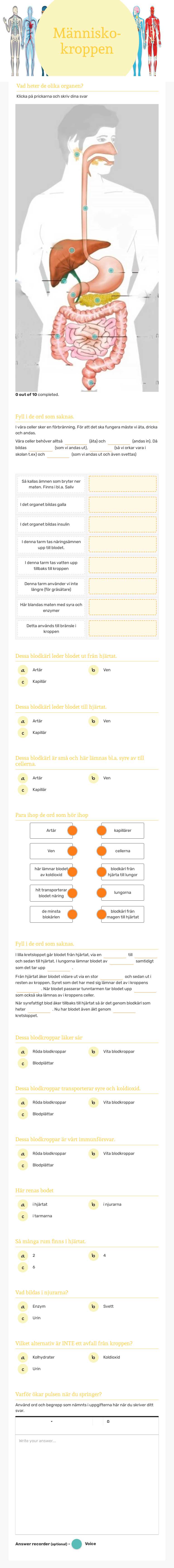 Människo-kroppen worksheet preview image