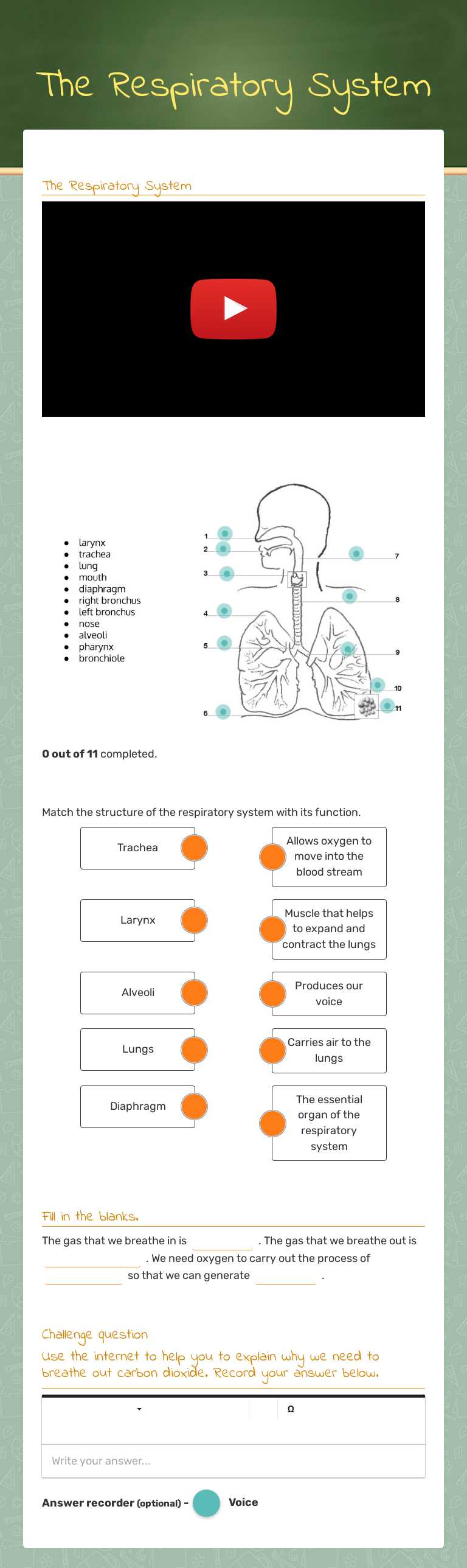 The Respiratory System worksheet preview image