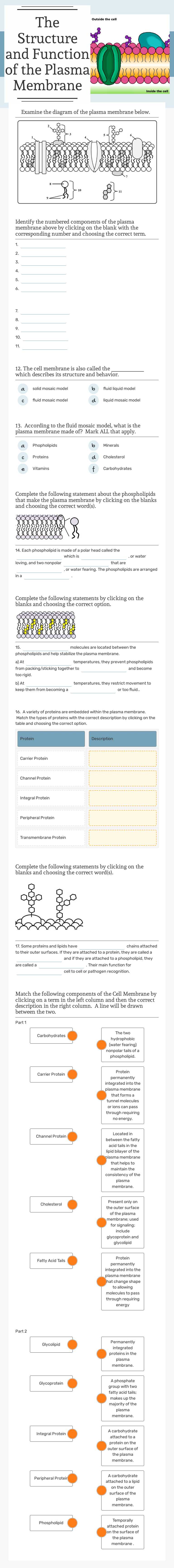 The Structure and Function of the Plasma Membrane worksheet preview image