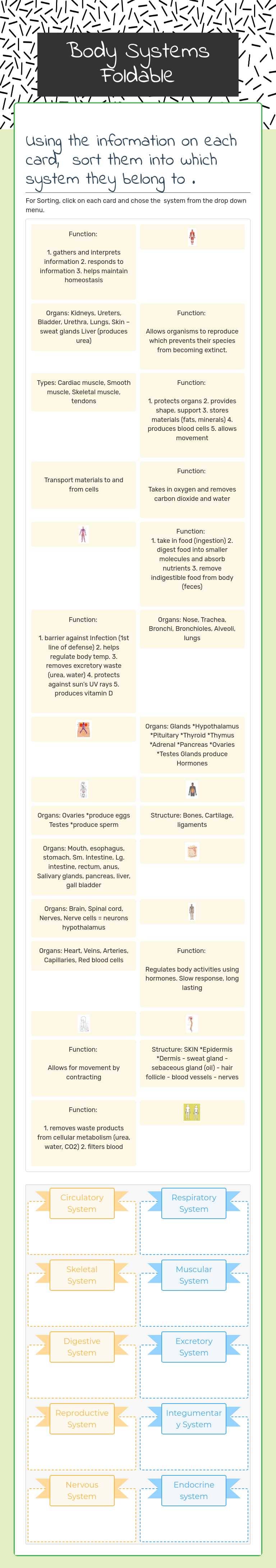 Body Systems Foldable worksheet preview image
