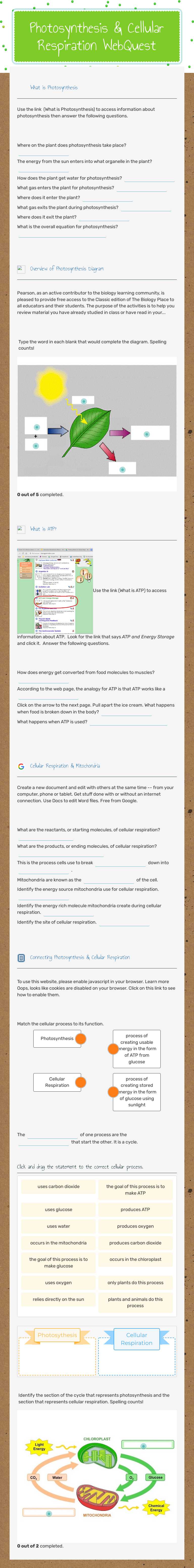Photosynthesis & Cellular Respiration WebQuest worksheet preview image
