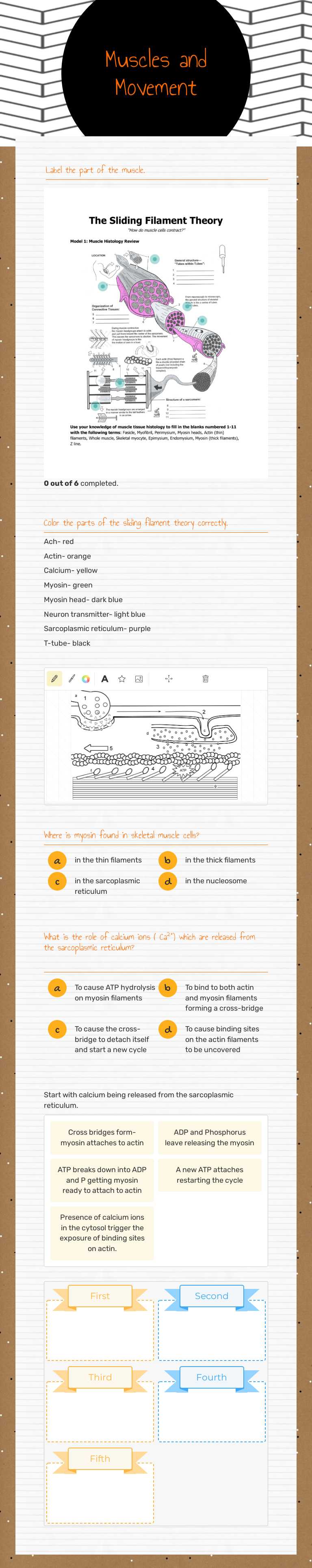 Muscles and Movement Grade 12 worksheet preview