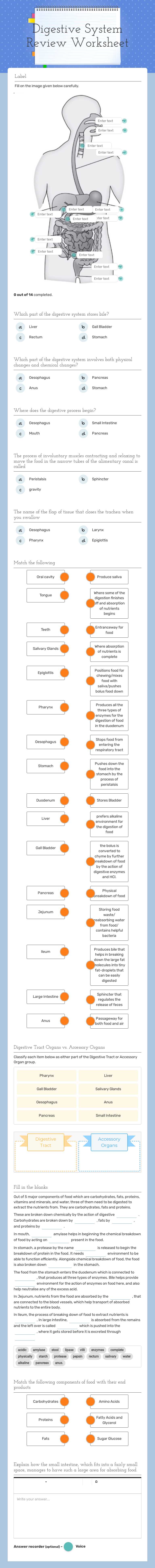 Digestive System Review Worksheet worksheet preview image