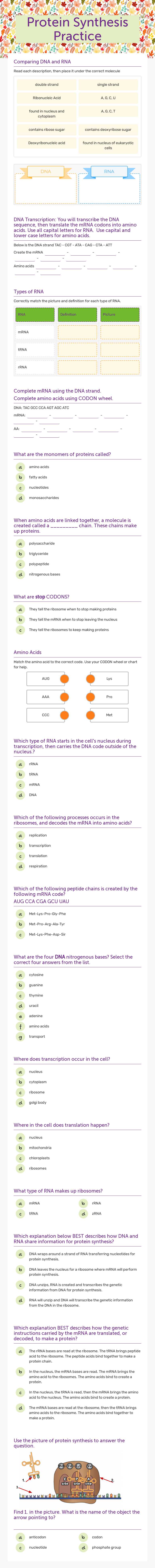 Protein Synthesis Practice worksheet preview image