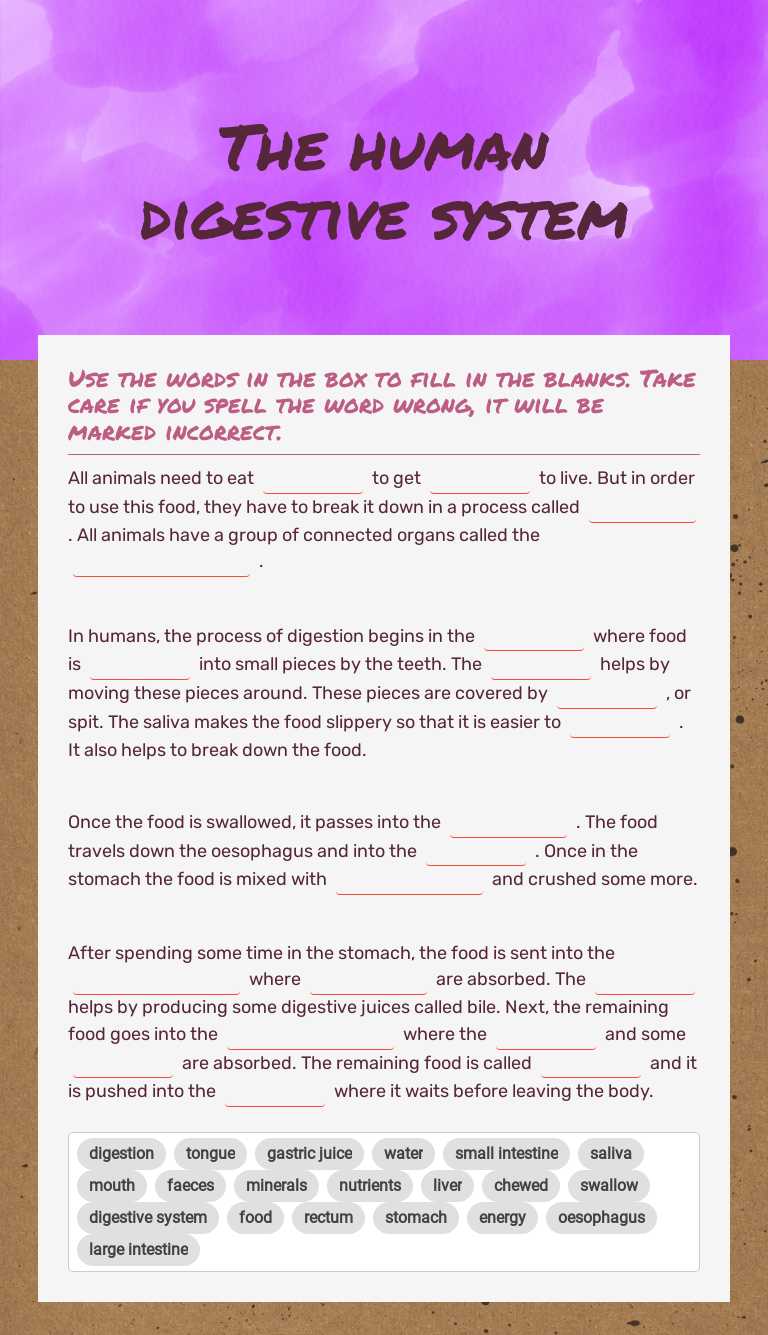 The human digestive system Grade 8 worksheet preview
