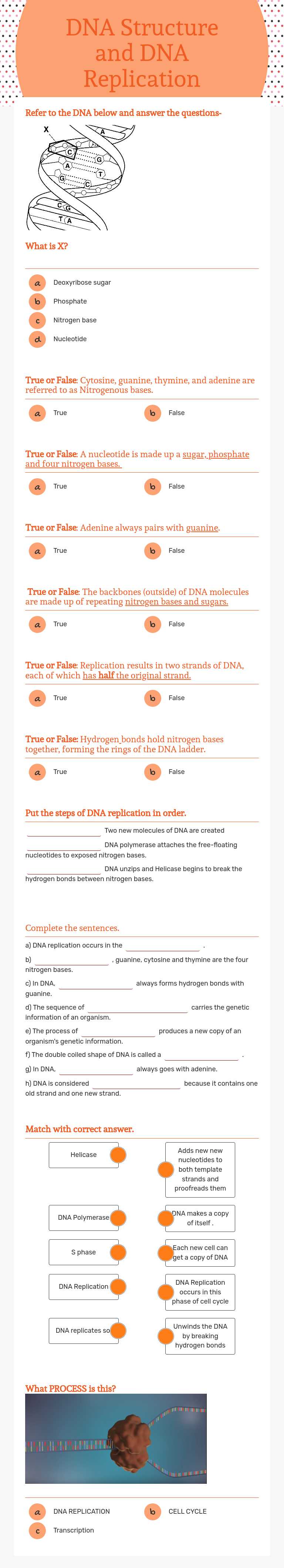 DNA Structure and DNA Replication worksheet preview image