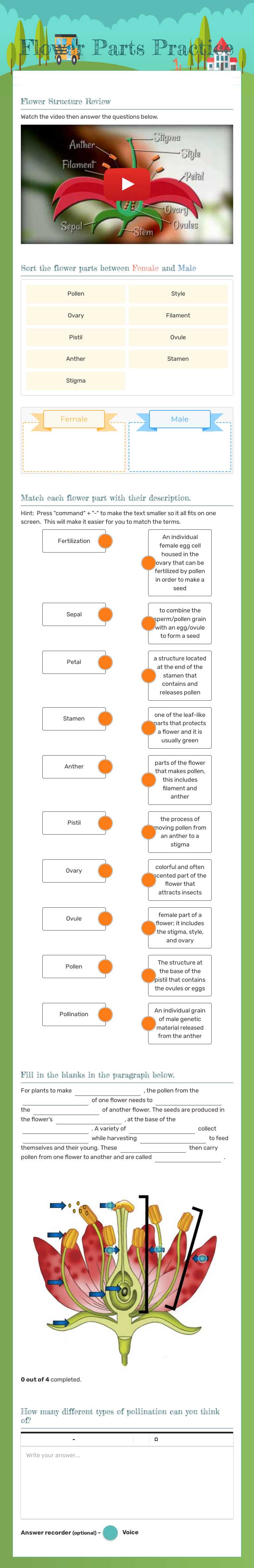 Flower Parts Practice worksheet preview image