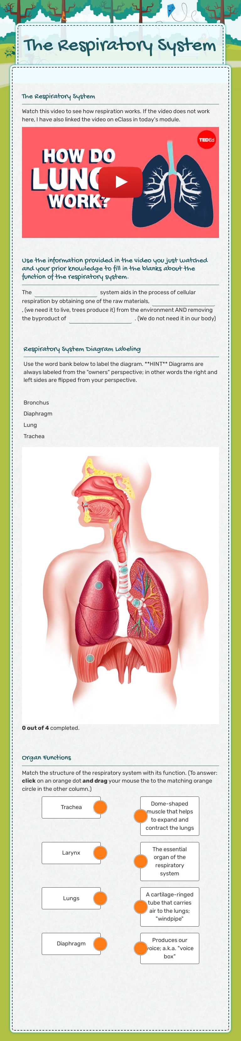 The Respiratory System worksheet preview image