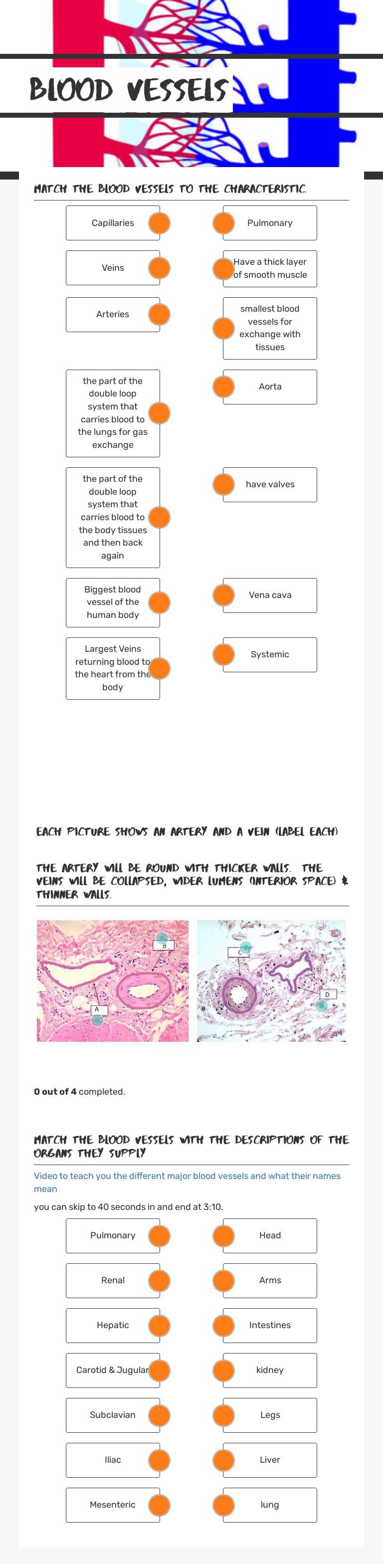Blood Vessels worksheet preview image